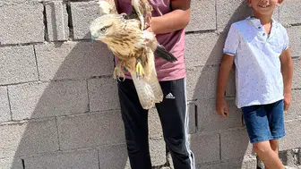 Konya Karapınar'da yaralı kızıl şahin bulundu