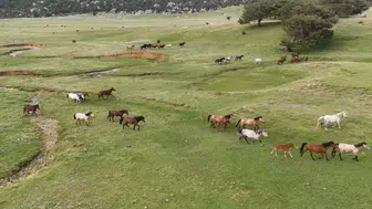 Toroslar'ın özgür ruhları: Yılkıları görmek için Eynif Ovası'na gidiyorlar
