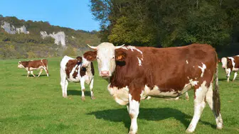 Burası İspanya değil Konya! Arenaları aratmayan olay