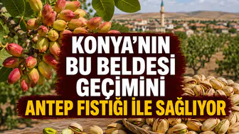Konya’nın bu mahallesi geçimini Antep Fıstığı ile sağlıyor