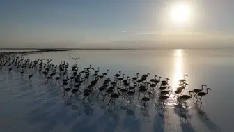 Konya sınırlarındaki meşhur göl yeniden flamingolara kavuştu