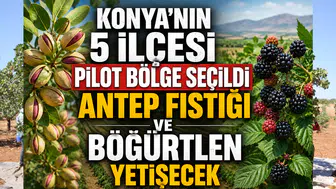 Konya'nın 5 ilçesi pilot bölge seçildi: Antep Fıstığı ve Böğürtlen yetişecek