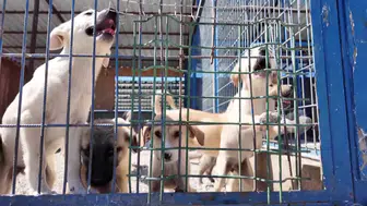 Sokaklarda 6 ay içinde sahipsiz köpek kalmayacak: Seferberlik başladı
