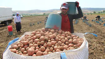 Kilosu 60 TL olan patatesin ateşini söndürecek hasat başladı