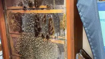 Balkonda arıcılık yapılır mı: Bedava bal balkondan tatlı