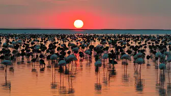 Bakan Kurum: 12 bin 800 yavru flamingo Tuz Gölü’nde yaşam buldu