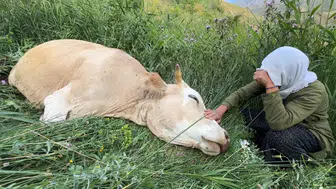 Böyle acı görülmedi: İneğine sarılıp saatlerce ağladı