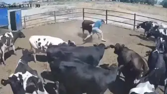 Konya'da boğanın saldırdığı besici büyük tehlike atlattı, o anlar kamerada
