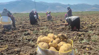 Patates fiyatlarını düşürecek hamle başladı: Hasat sürüyor
