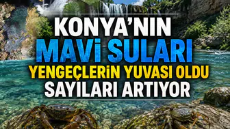 Konya’nın Mavi suları yengeçlerin yuvası oldu: Sayıları artıyor