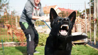 Köpeği tehdit aracı olarak kullananlar: Silahlı tehdit
