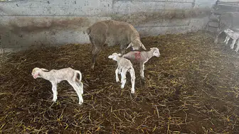 Milyonluk yerli koç Şampiyon'dan milyonluk üçüz kuzu