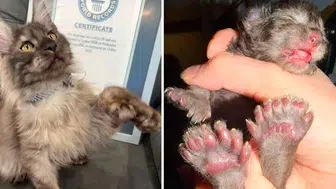 Bu kedi 24 yıldır kırılamayan dünya rekorunu kırdı