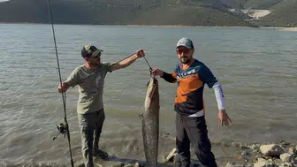 Adeta vahşi yaşam belgeseli: Dev yayın balığı mücadele