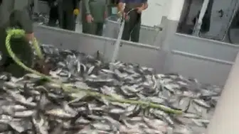 Tek tek saydılar: Bin 300 ton palamut yakaladı