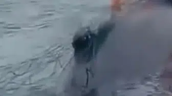 Ölümle yaşam arasındaki o an: Okyanusta bir kişi ağa takılan balinayı kurtardı