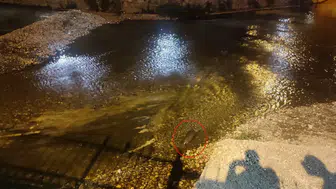 Konya’da su samuru sürprizi: Gören telefona sarıldı