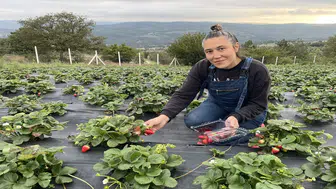 Çiftçi olup Aronya ve çilek üretmek kazandırır mı: Para toprakta