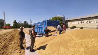 Konya'da dev hasat: TMO'dan 2 milyon tona yakın hububat alımı