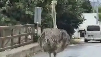 Firari devekuşu: Şehir trafiğinde ortalığı birbirine kattı