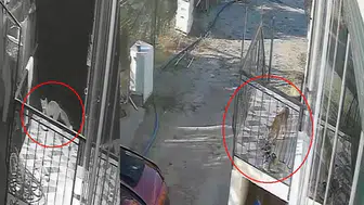 Konya'da hırsızlık şüphelisi bakın kim çıktı: Kedi, köpek sandılar