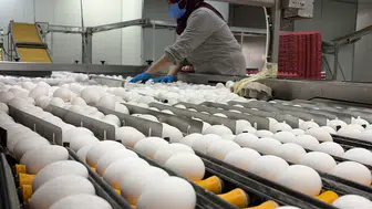 Yumurta fiyatlarına zam gelecek mi?