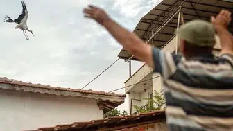 Türkiye'nin yakından tanıdığı Yaren leylekten hüzünlü veda