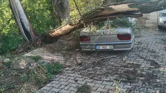 Konya'da fırtınada felaketi: Kökünden sökülen ağaç otomobilin üzerine devrildi