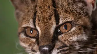 103 yıl sonra keşfedildi: Bu kedi bir başka