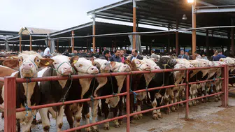 Konya'da canlı ticaretin merkezi ikinci bir duyuruya kadar kapatıldı