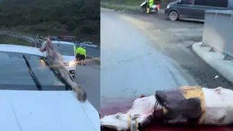 Feci kazada atın kopan bacağı otomobile saplandı