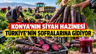 Konya'nın siyah hazinesi Türkiye'nin sofralarına gidiyor