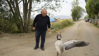 İsmail dedeyi anne babası belledi: Sürüye alınmadı