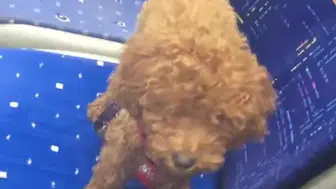 Bu kadarı da olmaz: Terk mi etti unuttu mu, peluş zanneden şoför "Bu benim" dedi