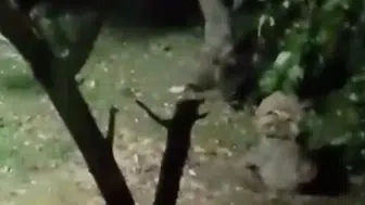 Ayı elma ziyafetine çıktı, ev sahibinin sözleri güldürdü