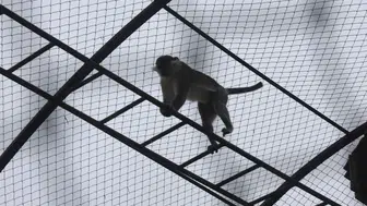 Örümcek maymunu Konya'da hayvanat bahçesine teslim edildi