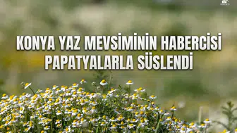 Konya yaz mevsiminin habercisi papatyalarla süslendi