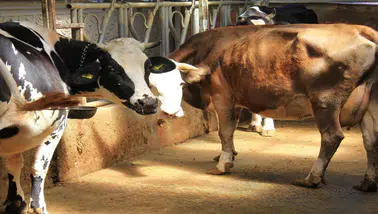 Şah hastalığıyla mücadele mi hayvanlara işkence mi: Küflü domates yedirip, idrar içiriyorlar