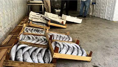 Geçen yıl sebil gibiydi bu yıl az: Palamut fiyatı cep yakıyor