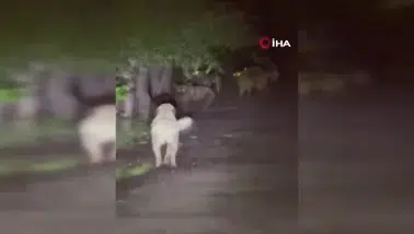 Sahipsiz köpekler ile ayıların kavgası kamerada