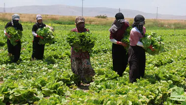 Konya'da marul bolluğu fiyatları düşürdü: Tarlada 5, halde 10, markette 50 TL