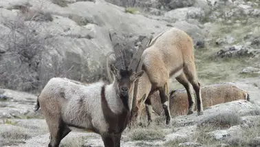 750 bin lirası olan bu yaban keçisi avlayabilecek: 'Vahşi' ihale