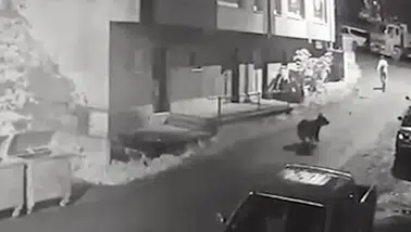 Ayıdan canını zor kurtardı: O kaçtı ayı böyle kovaladı