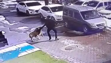Köpek saldırısında yarım milyonun üzerinde tazminat mümkün