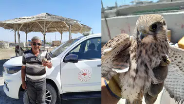 Konya'da kanadından yaralanan kızıl şahin, duyarlı çiftçinin dikkatiyle kurtuldu