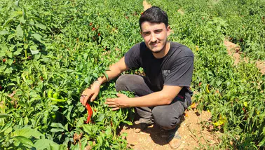 Salçalık biberi önce hırsızlar hasat etti