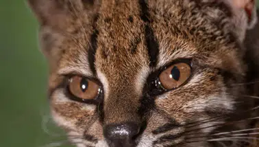 103 yıl sonra keşfedildi: Bu kedi bir başka