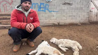 Kuzular belirti göstermeden bir anda telef oluyor