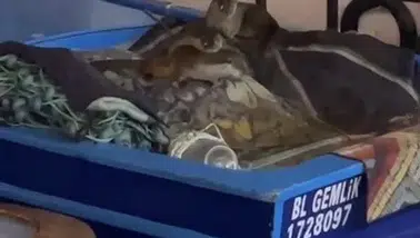 Aç kalan anne su samuru ve yavruları Gemlik’te tekneye sığındı