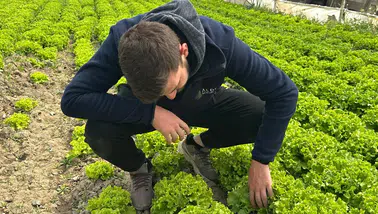 Markette fiyatı hesaplanamıyor: Tarlada 35 lira